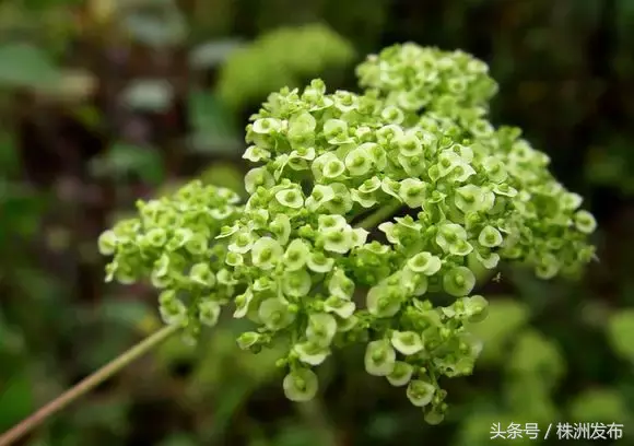 今天植树节，可这些植物名99%的人都会读错，可千万别再让人笑话了