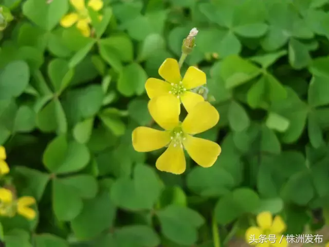 今天植树节，可这些植物名99%的人都会读错，可千万别再让人笑话了
