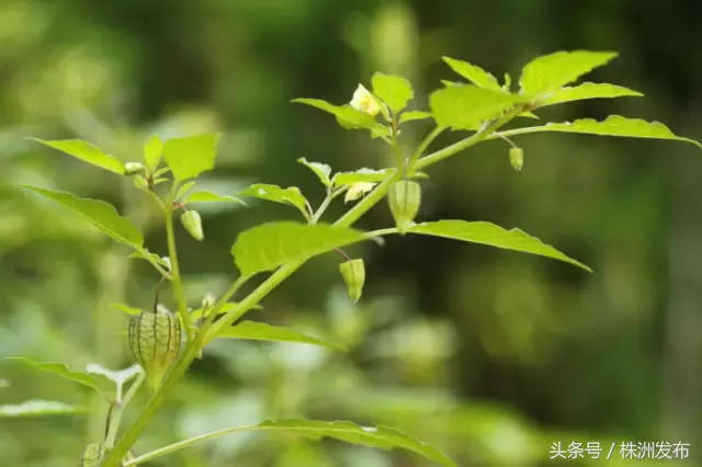今天植树节，可这些植物名99%的人都会读错，可千万别再让人笑话了