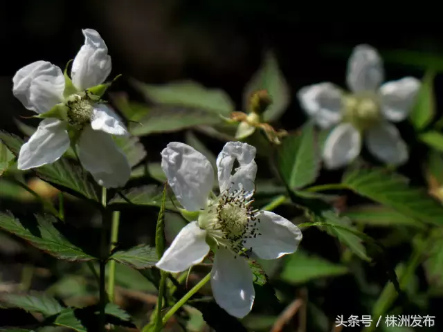 今天植树节，可这些植物名99%的人都会读错，可千万别再让人笑话了