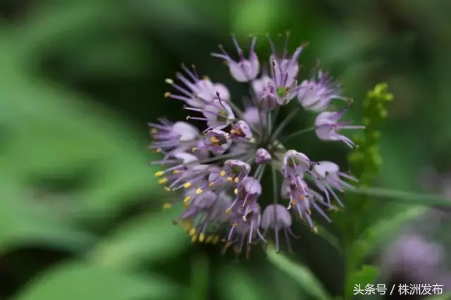今天植树节，可这些植物名99%的人都会读错，可千万别再让人笑话了