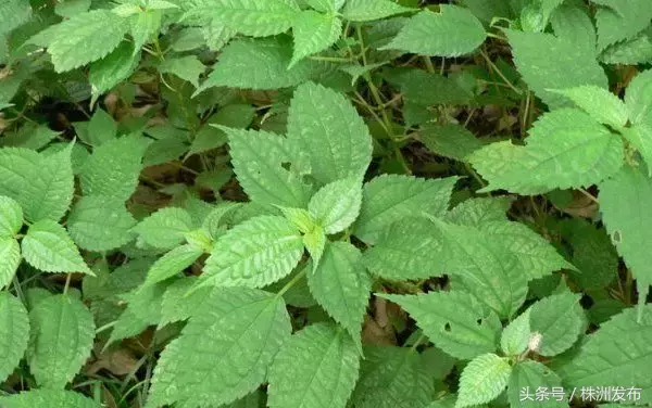 今天植树节，可这些植物名99%的人都会读错，可千万别再让人笑话了