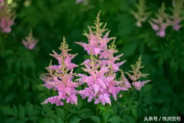 今天植树节，可这些植物名99%的人都会读错，可千万别再让人笑话了