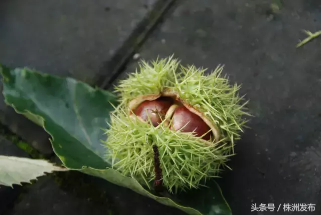 今天植树节，可这些植物名99%的人都会读错，可千万别再让人笑话了