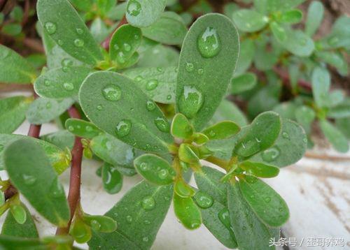 古书记载,马齿苋有凉血,止血,止痢的作用,能缓解鸡群热毒下痢,湿热