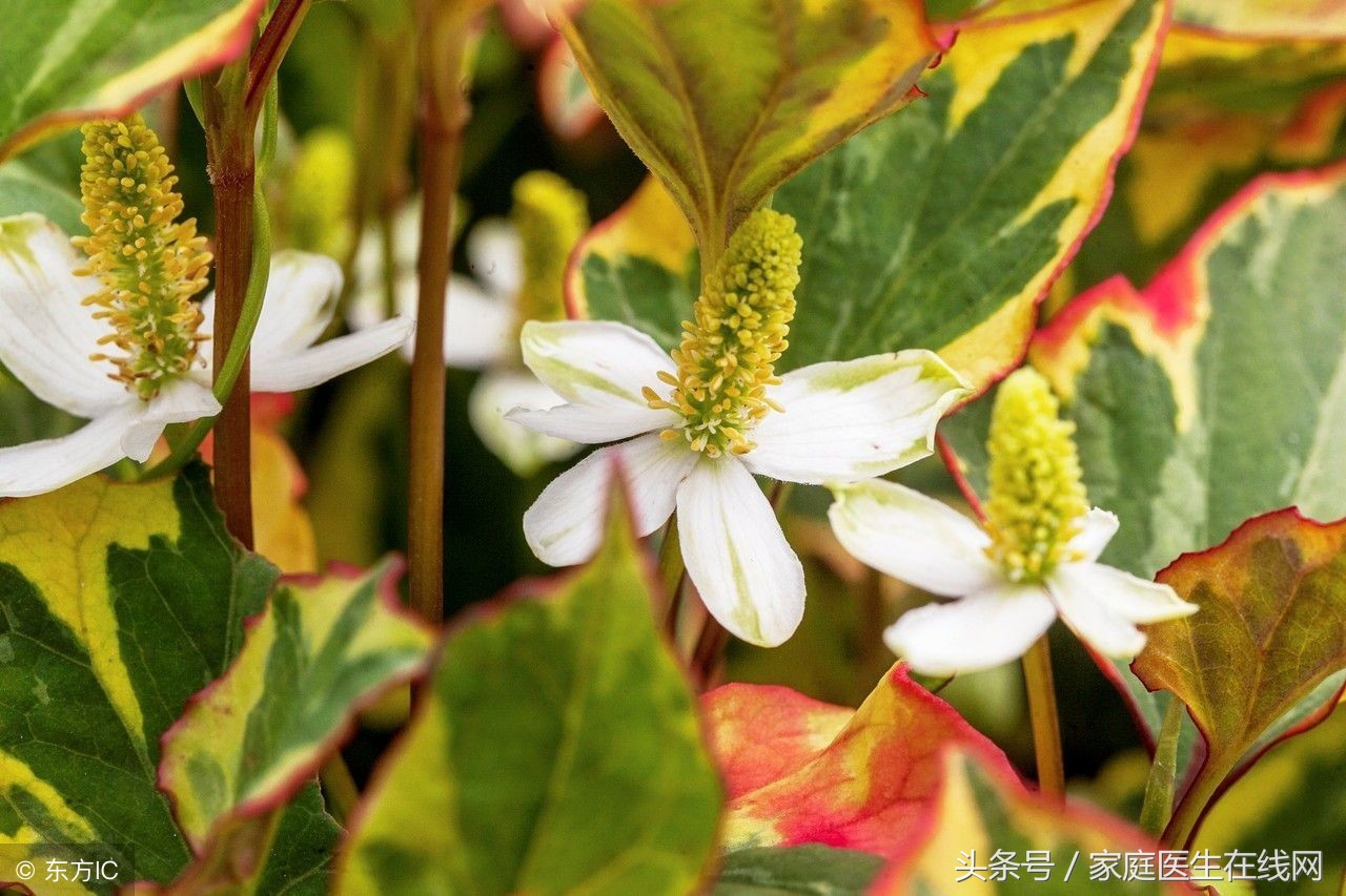 鱼腥草会引起马兜铃肾病，是真相还是谣言？现在就告诉你