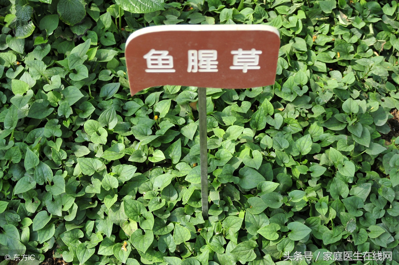 鱼腥草会引起马兜铃肾病，是真相还是谣言？现在就告诉你