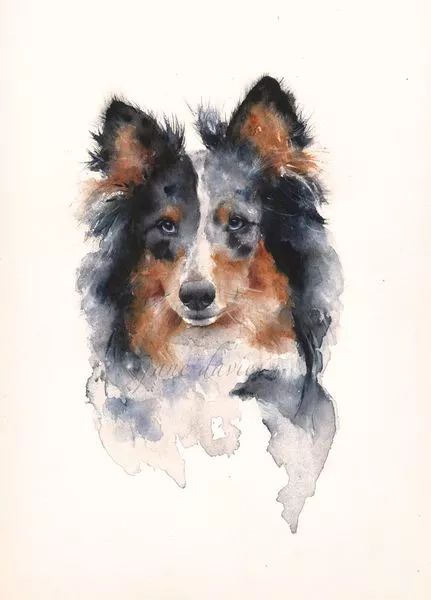 各种狗的画法，从素描到国画，都能画出生动的狗