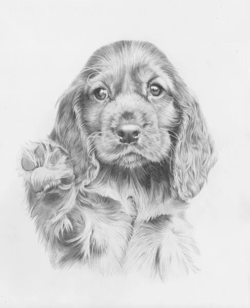 各种狗的画法，从素描到国画，都能画出生动的狗