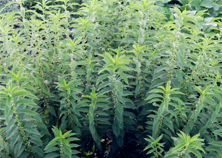 白虫草的功效和用途(白虫草的功效和用途用法用量)