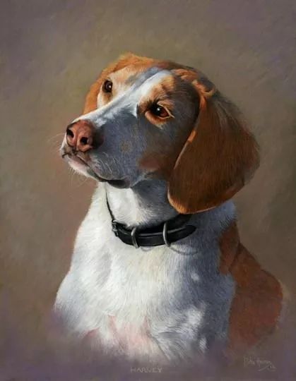 各种狗的画法，从素描到国画，都能画出生动的狗