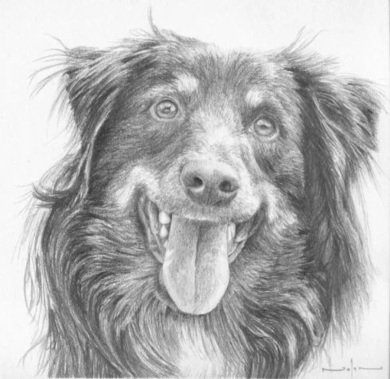 各种狗的画法，从素描到国画，都能画出生动的狗