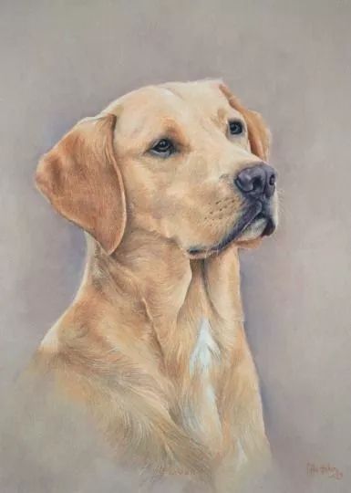 各种狗的画法，从素描到国画，都能画出生动的狗