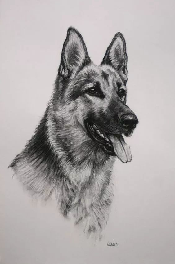 各种狗的画法，从素描到国画，都能画出生动的狗
