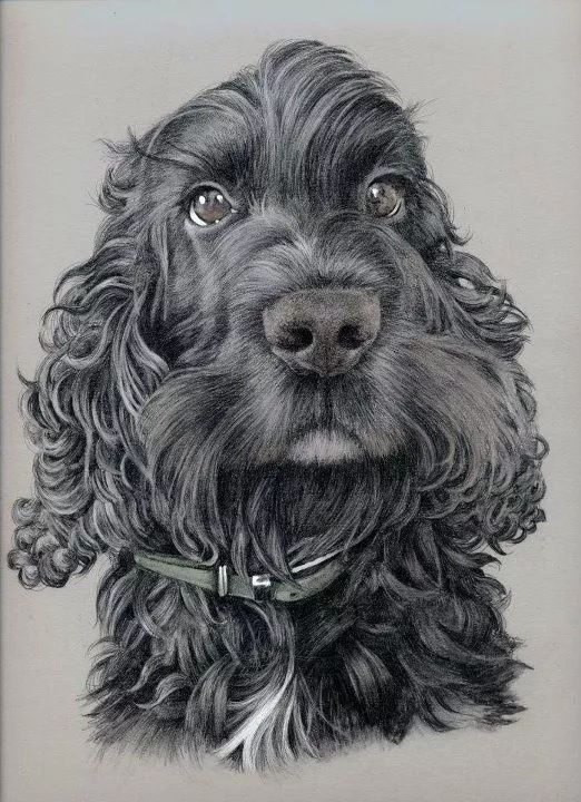 各种狗的画法，从素描到国画，都能画出生动的狗