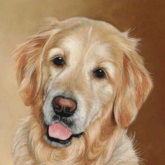 各种狗的画法，从素描到国画，都能画出生动的狗