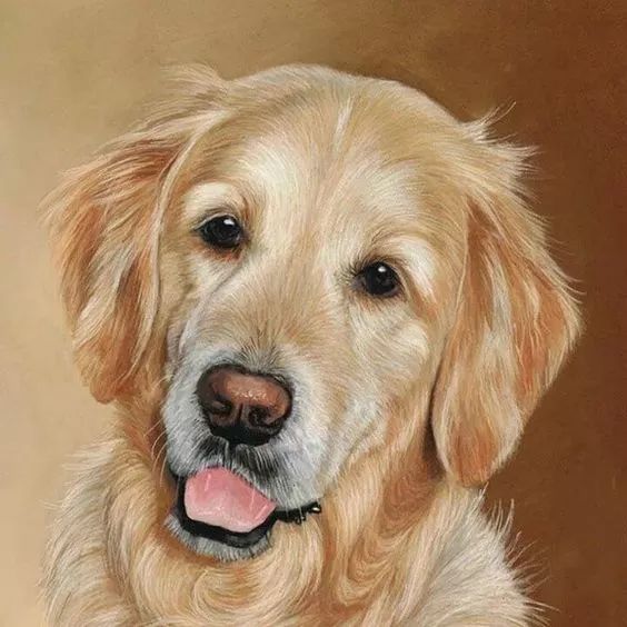 各种狗的画法，从素描到国画，都能画出生动的狗