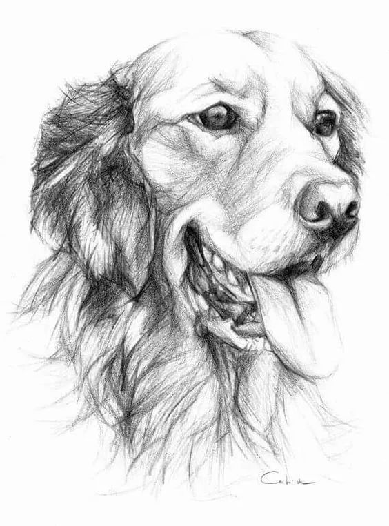 各种狗的画法，从素描到国画，都能画出生动的狗