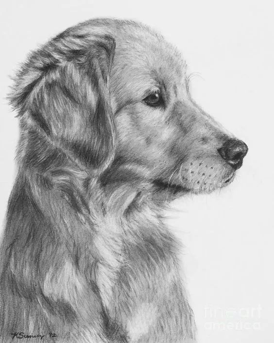 各种狗的画法，从素描到国画，都能画出生动的狗