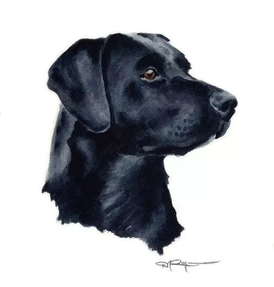 各种狗的画法，从素描到国画，都能画出生动的狗