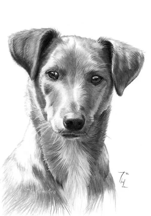 各种狗的画法，从素描到国画，都能画出生动的狗