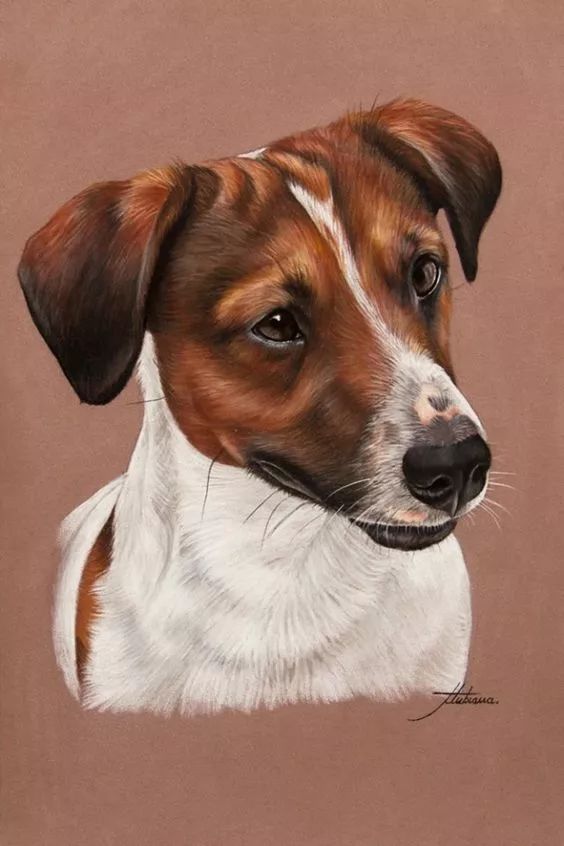 各种狗的画法，从素描到国画，都能画出生动的狗