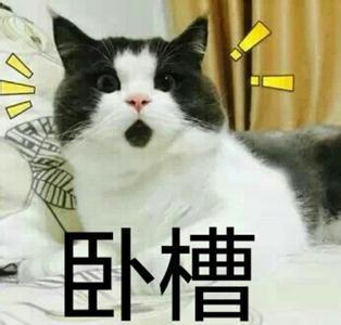 可爱猫咪表情包带字表情包