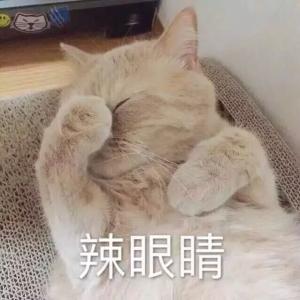 可爱猫咪表情包带字表情包