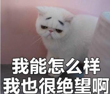 可爱猫咪表情包带字表情包