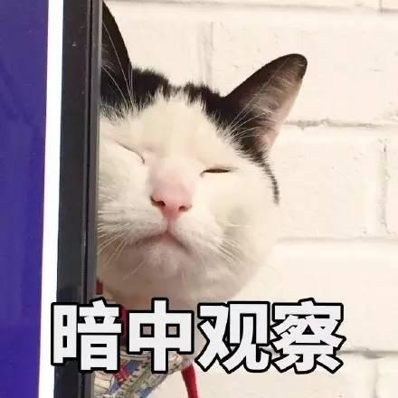 可爱猫咪表情包带字表情包