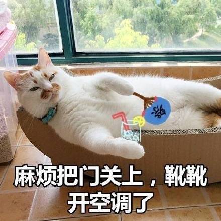 可爱猫咪表情包带字表情包