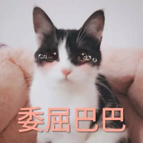 可爱猫咪表情包带字表情包