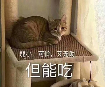 可爱猫咪表情包带字表情包