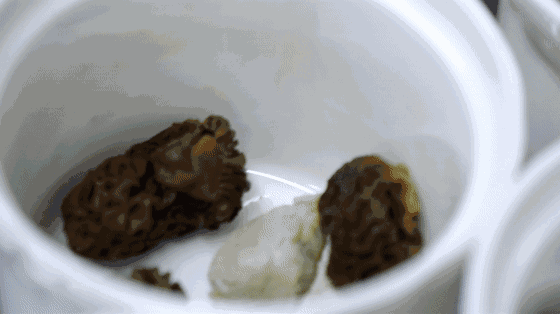 竹蓀圖片,竹筍圖片大全高清圖片