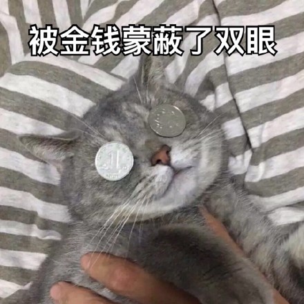 可爱猫咪表情包带字表情包