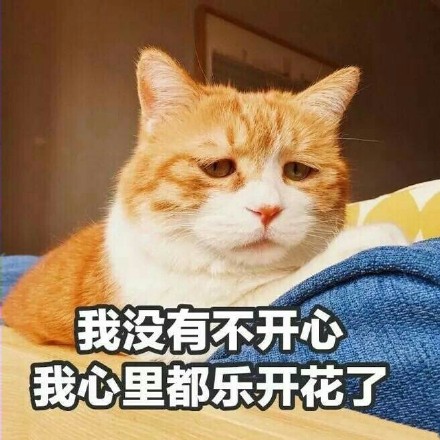 可爱猫咪表情包带字表情包