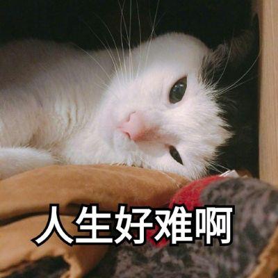 可爱猫咪表情包带字表情包