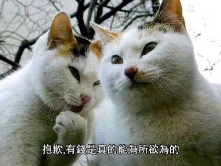 可爱猫咪表情包带字表情包