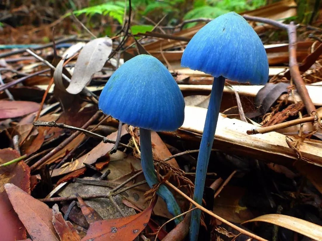 竹蓀圖片,竹筍圖片大全高清圖片