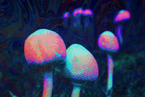 竹蓀圖片,竹筍圖片大全高清圖片