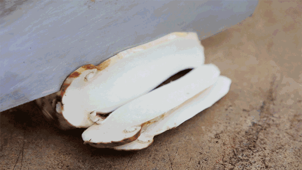 竹蓀圖片,竹筍圖片大全高清圖片
