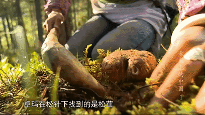 竹蓀圖片,竹筍圖片大全高清圖片