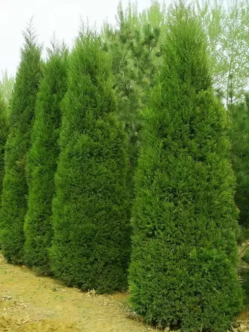 红心柏木多少钱一斤(绿化苗木别名知多少) - 价格百科