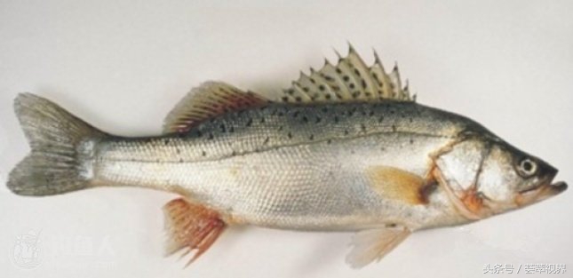 鱼鳍是哪个部位图片鱼鳍是哪个部位图片你知道吗