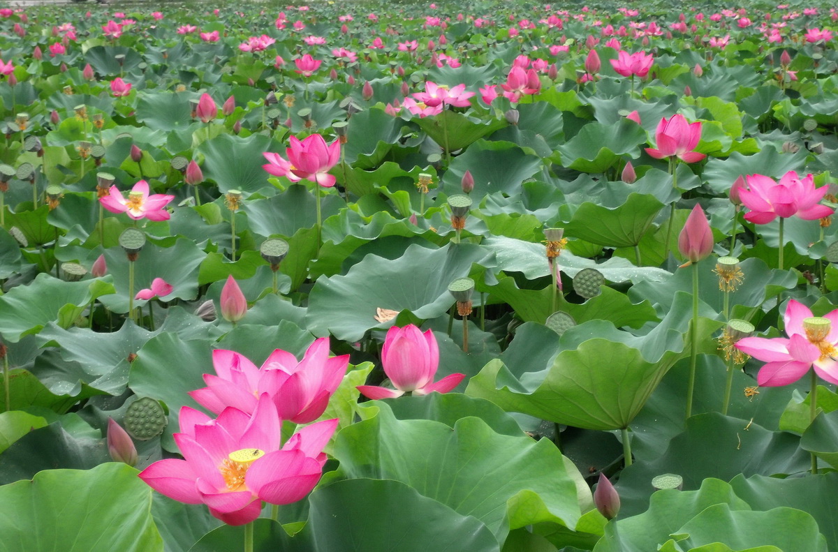 元朝张养浩：兴，百姓苦；亡，百姓苦(张养浩传)