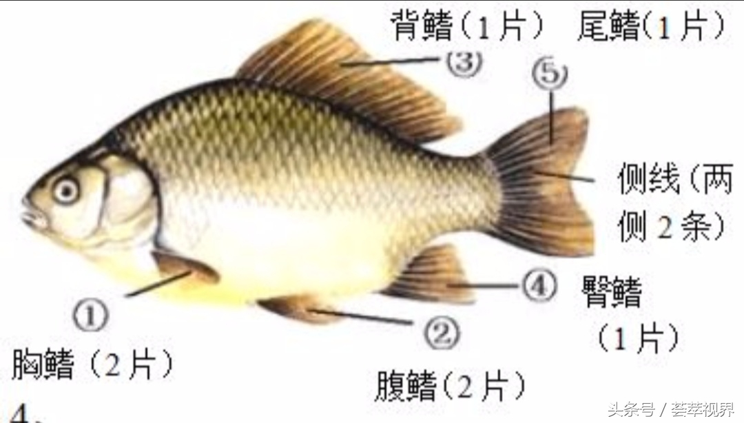 鱼鳍是哪个部位图片，鱼鳍是哪个部位图片你知道吗 ？