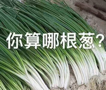 蔬菜水果表情包：你算哪根葱、你算哪个橙子？