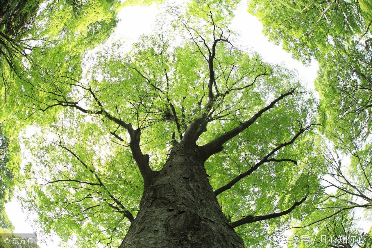 美文！三毛5句最经典的语句，那种忧伤让人压抑，又很真实美丽！