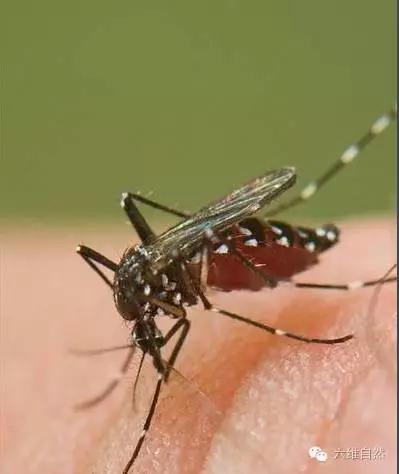 毒蚊子咬完什么症状传播登革热的白纹伊蚊