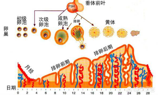 子宫内膜厚度多少正常，怎么调理？